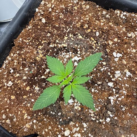 Purple Lemonade FF growlog timeline photo