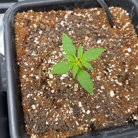 Purple Lemonade FF growlog timeline photo