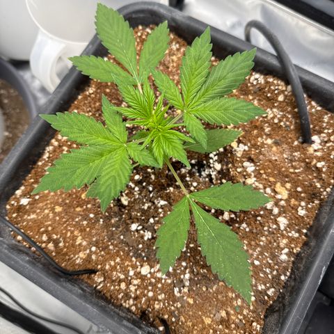 Purple Lemonade FF growlog timeline photo