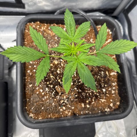 Purple Lemonade FF growlog timeline photo