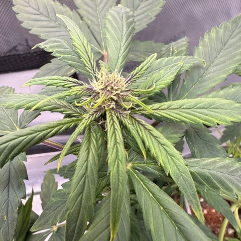 Purple Lemonade FF growlog timeline photo