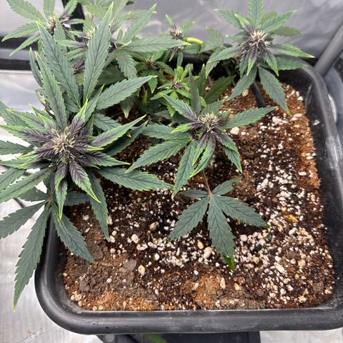 Purple Lemonade FF growlog timeline photo