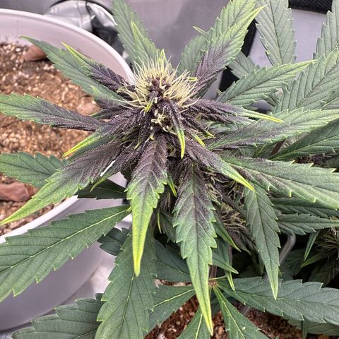 Purple Lemonade FF growlog timeline photo