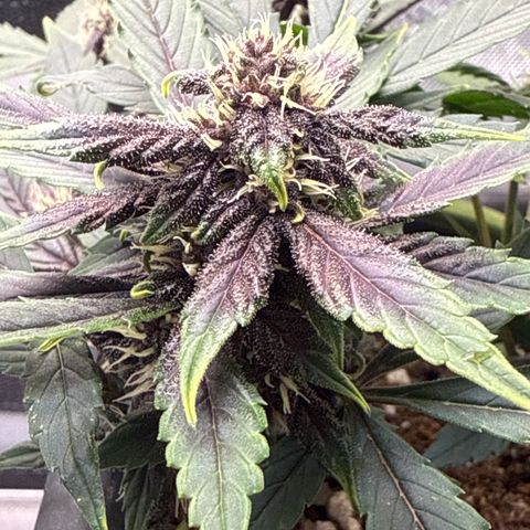Purple Lemonade FF growlog timeline photo