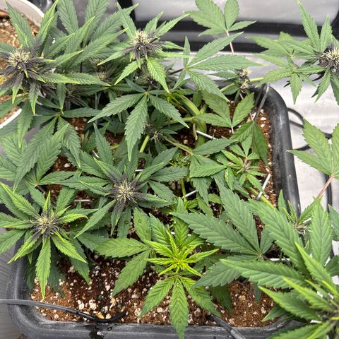 Purple Lemonade FF growlog timeline photo