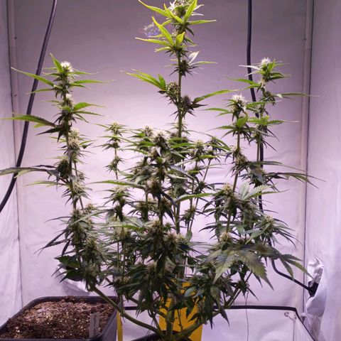 Purple Lemonade growlog timeline photo
