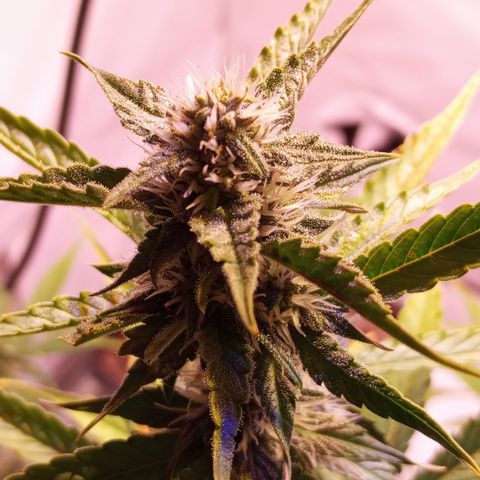 Purple Lemonade growlog timeline photo