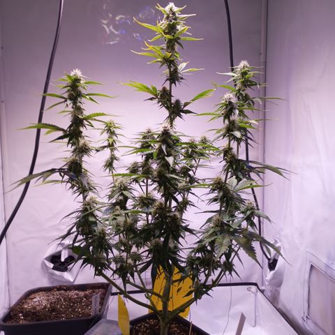Purple Lemonade growlog timeline photo