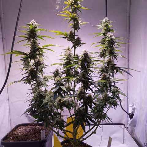 Purple Lemonade growlog photo: Last day 7 week.