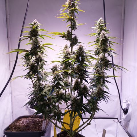 Purple Lemonade growlog timeline photo