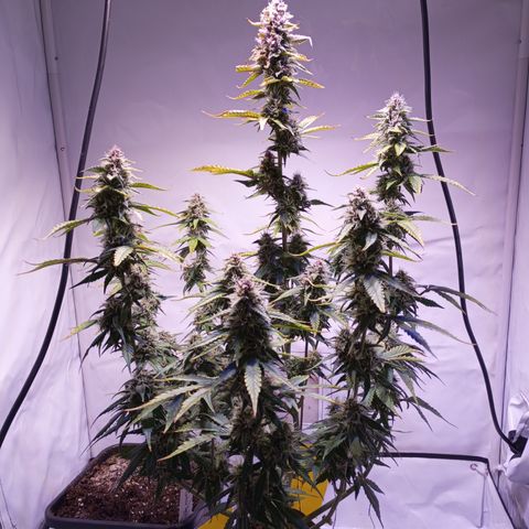 Purple Lemonade growlog timeline photo