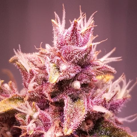 Purple Lemonade growlog timeline photo