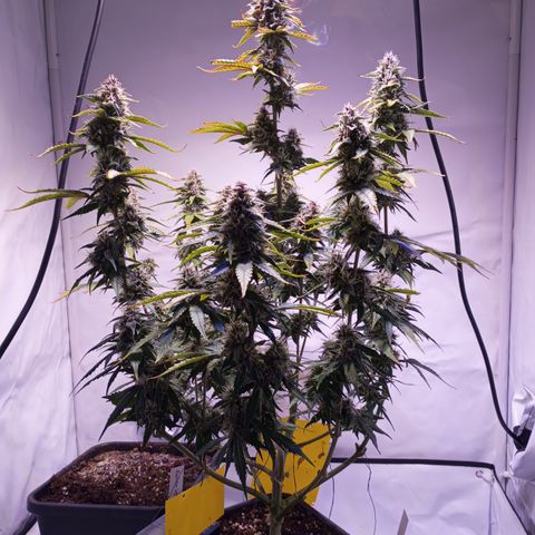 Purple Lemonade growlog timeline photo