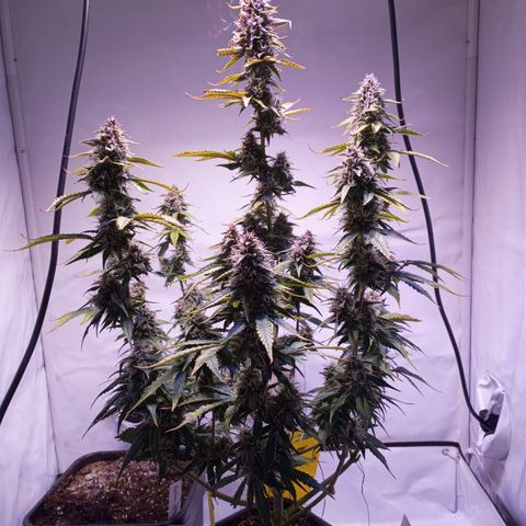 Purple Lemonade growlog timeline photo