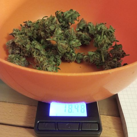 Purple Lemonade growlog photo: Ein bisschen ist schon weg, ziemlich trocken waren es insgesamt 93 Gramm.