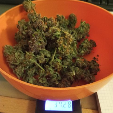 Purple Lemonade growlog photo: Ein bisschen ist schon weg, ziemlich trocken waren es insgesamt 93 Gramm.