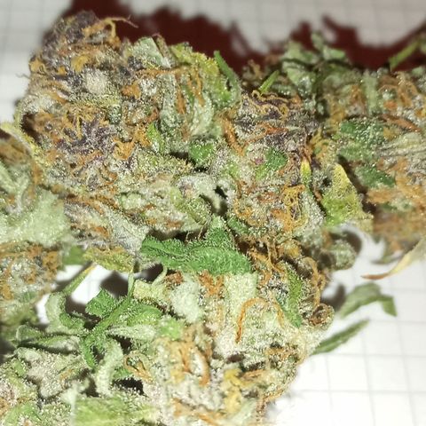 Purple Lemonade growlog timeline photo