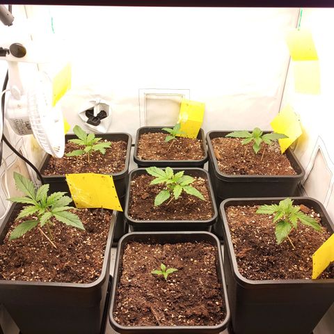 BCN Critical XXL Autoflower growlog timeline photo