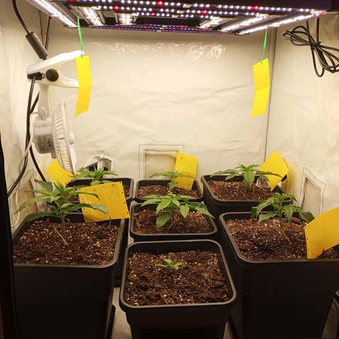 BCN Critical XXL Autoflower growlog timeline photo