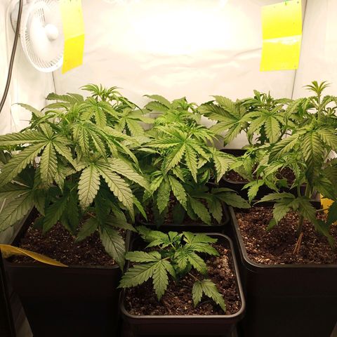 BCN Critical XXL Autoflower growlog timeline photo