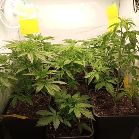 BCN Critical XXL Autoflower growlog timeline photo