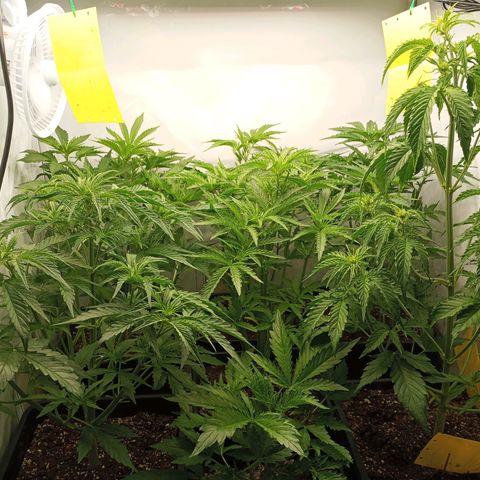 BCN Critical XXL Autoflower growlog timeline photo