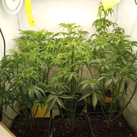 BCN Critical XXL Autoflower growlog timeline photo