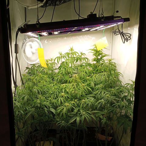 BCN Critical XXL Autoflower growlog timeline photo
