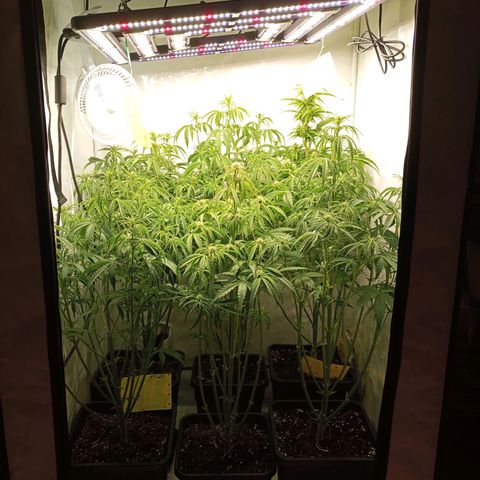 BCN Critical XXL Autoflower growlog timeline photo