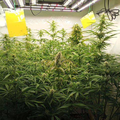 BCN Critical XXL Autoflower growlog timeline photo