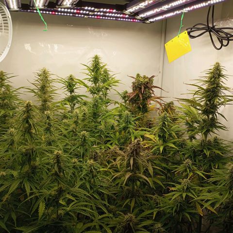 BCN Critical XXL Autoflower growlog timeline photo