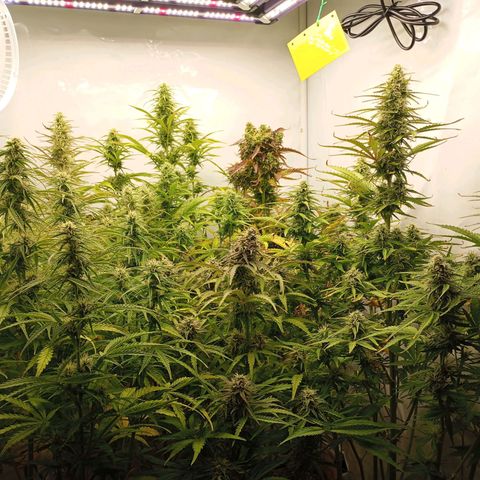 BCN Critical XXL Autoflower growlog timeline photo
