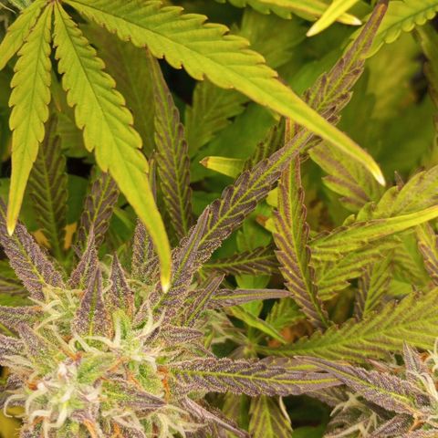 BCN Critical XXL Autoflower growlog timeline photo