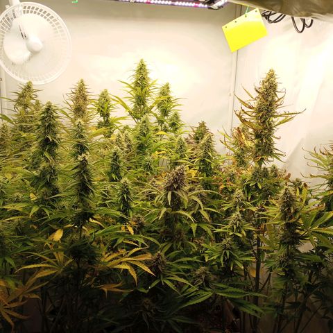 BCN Critical XXL Autoflower growlog timeline photo