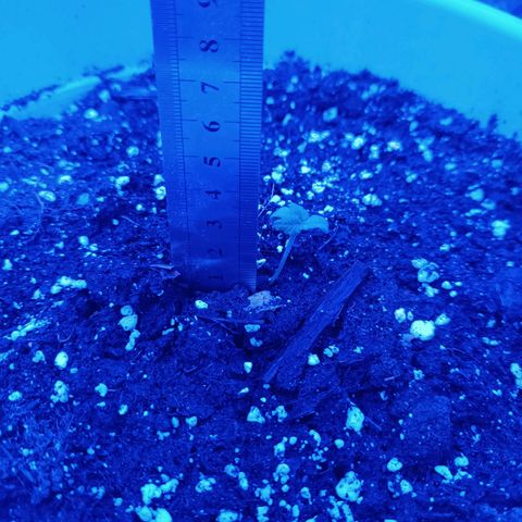 RDP_SET21 growlog timeline photo
