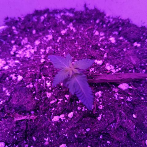 RDP_SET21 growlog timeline photo