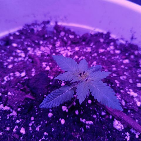 RDP_SET21 growlog timeline photo