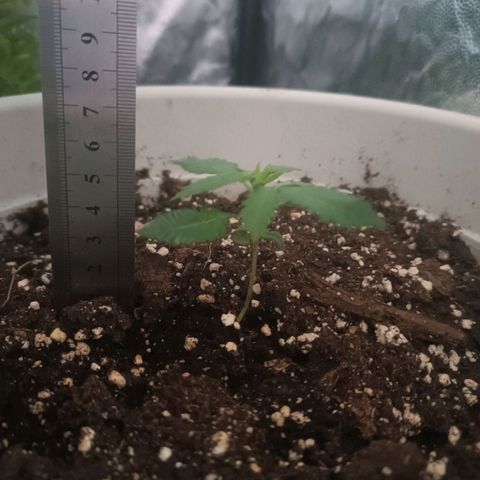 RDP_SET21 growlog timeline photo