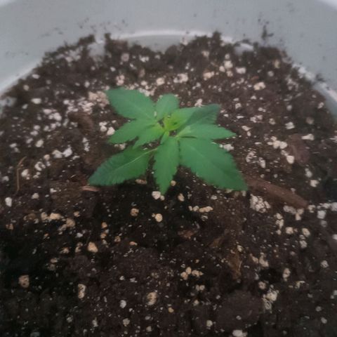 RDP_SET21 growlog timeline photo
