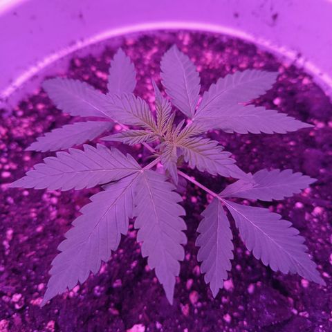 RDP_SET21 growlog timeline photo