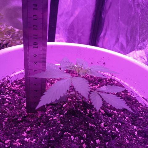 RDP_SET21 growlog timeline photo