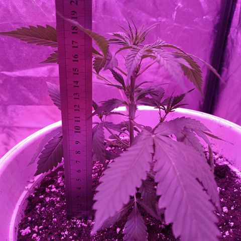 RDP_SET21 growlog timeline photo