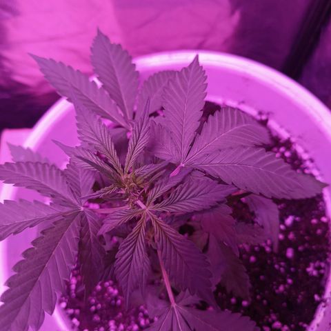 RDP_SET21 growlog timeline photo