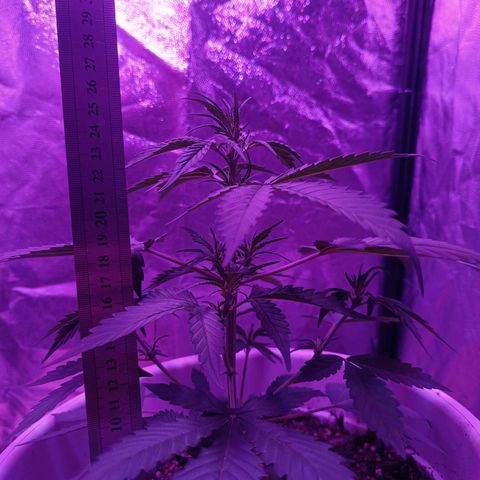 RDP_SET21 growlog timeline photo
