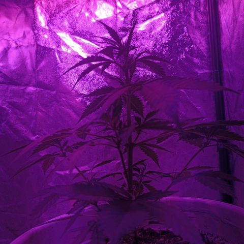 RDP_SET21 growlog timeline photo