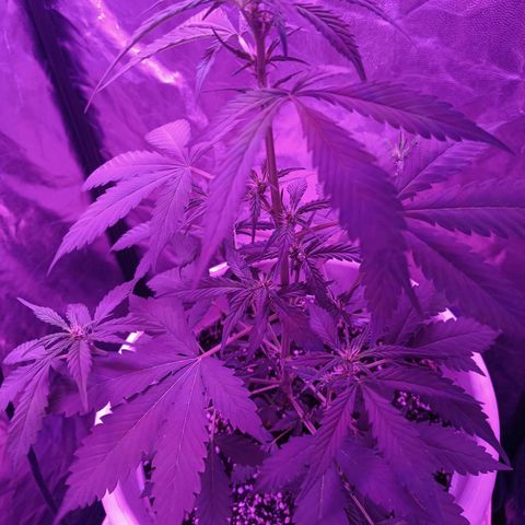 RDP_SET21 growlog timeline photo