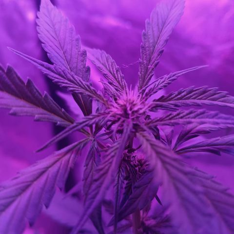 RDP_SET21 growlog timeline photo