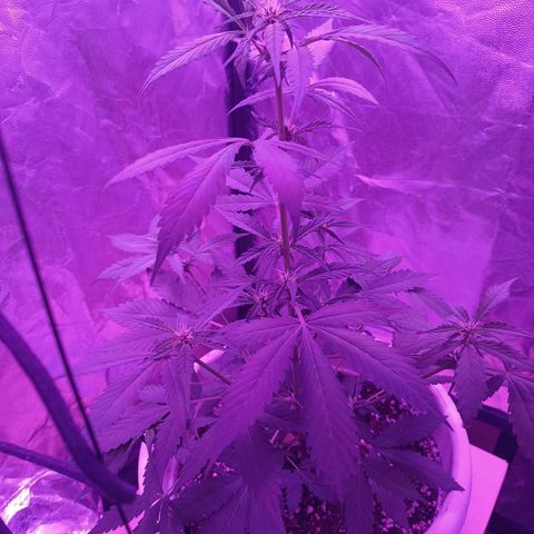RDP_SET21 growlog timeline photo