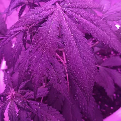 RDP_SET21 growlog timeline photo