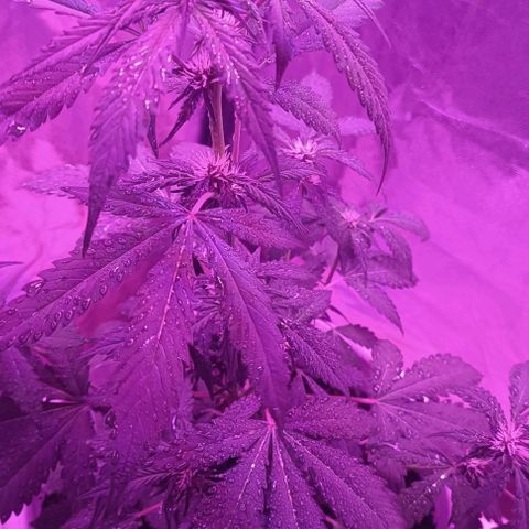 RDP_SET21 growlog timeline photo